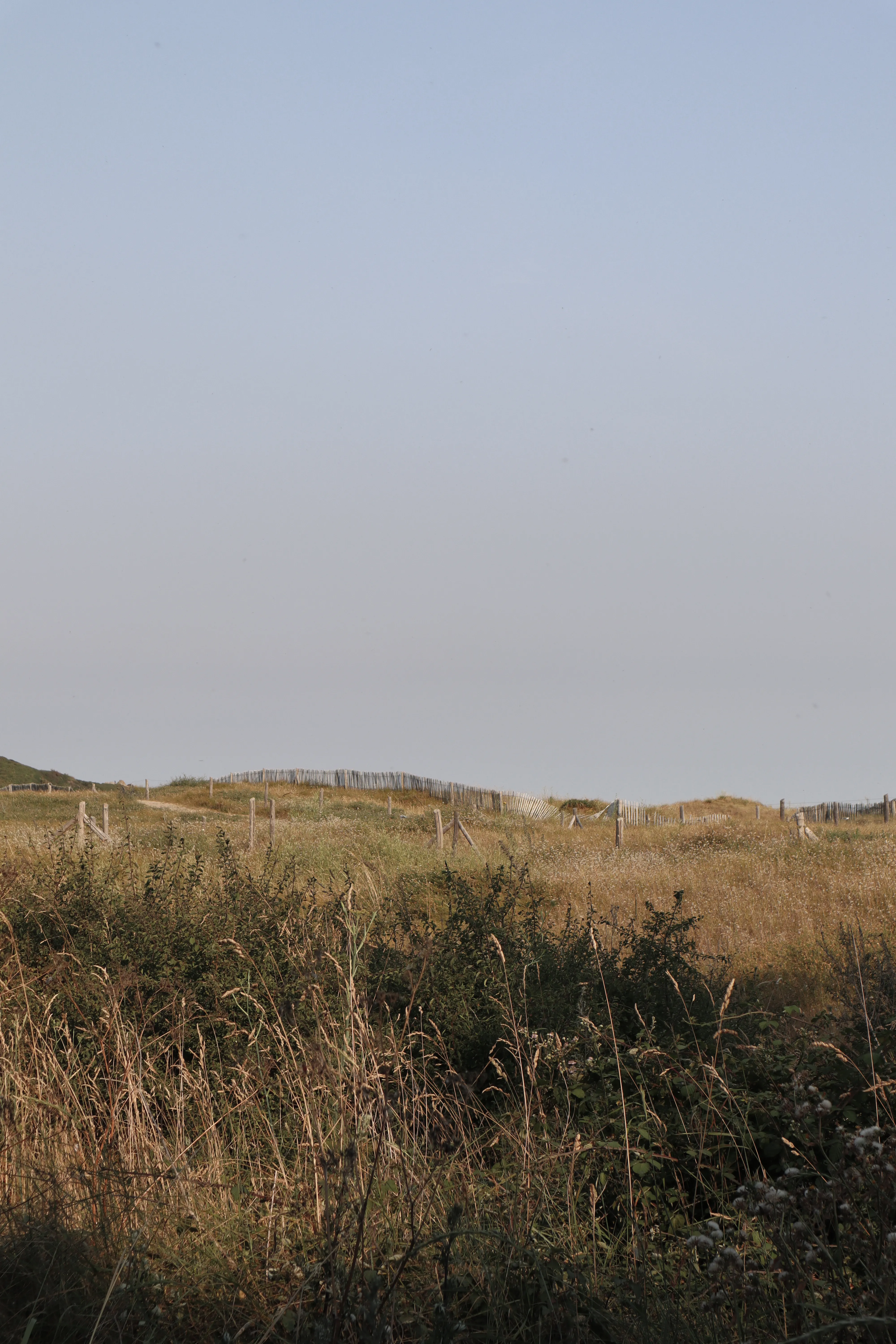 Herbes des dunes agitées par le vent sous un grand ciel