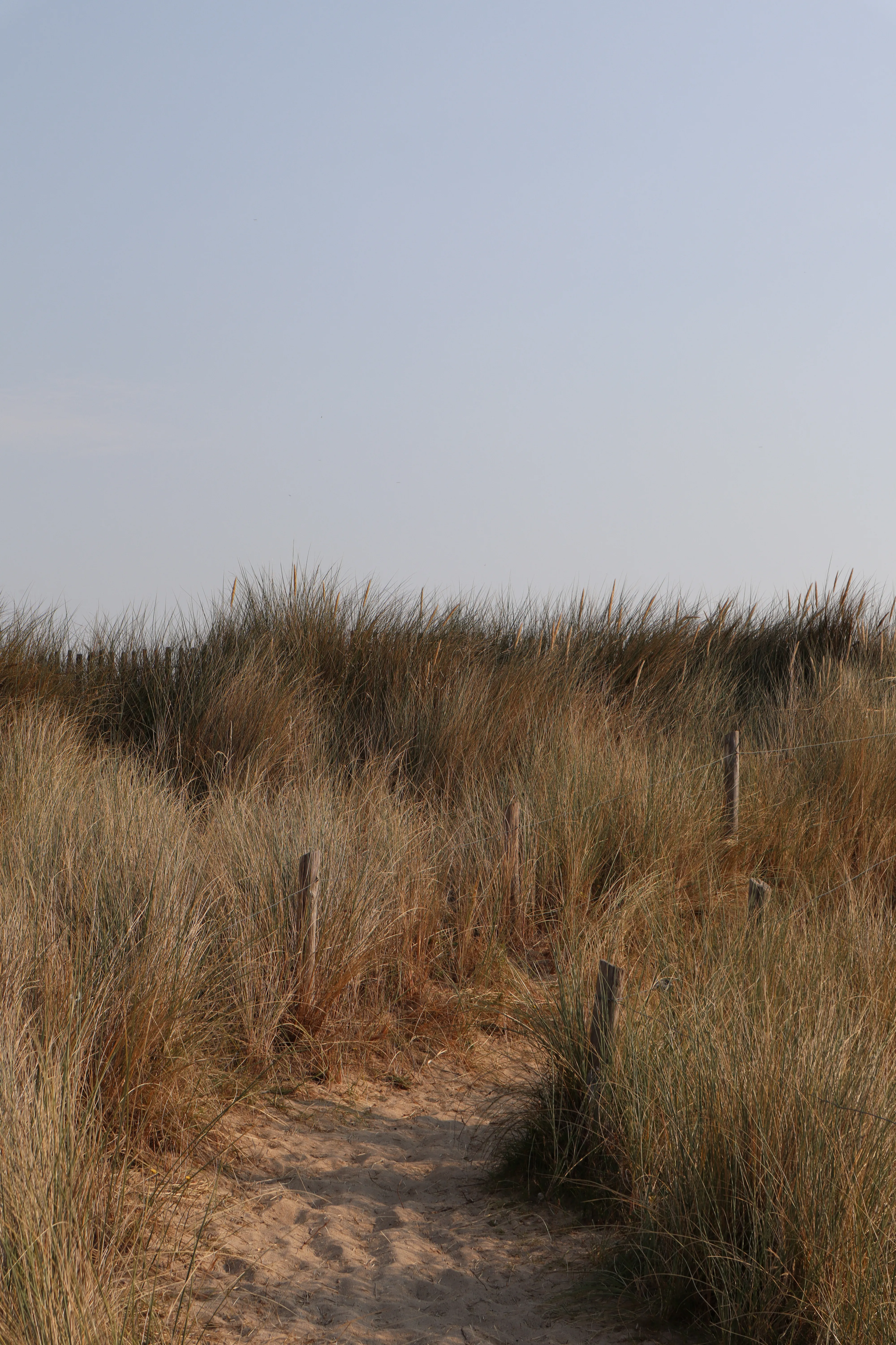 Le sentier qui serpente dans les dunes vers la plage des Chevrets